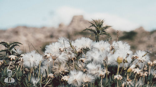 Close-up of wilted flowering plants on field