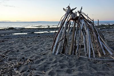 Driftwood on beach