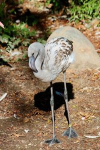 View of duck on land