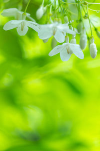 Close-up of white flowering plant