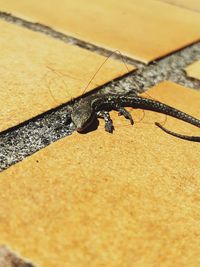 High angle view of insect