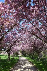 View of cherry blossom trees in park