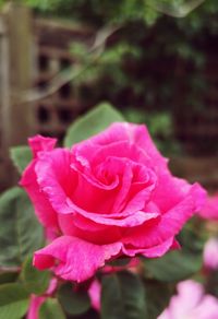 Close-up of pink rose