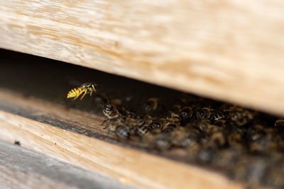 Close-up of bee on wood