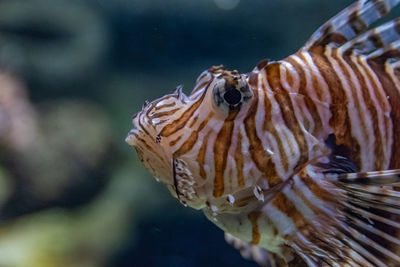 Close-up of fish swimming in sea