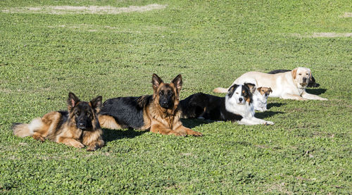 Dogs on grassy field