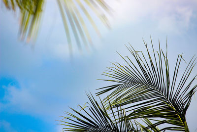 Low angle view of palm tree against sky during sunny day