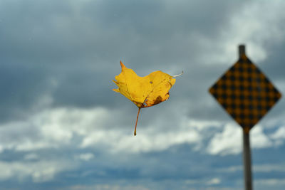 Low angle view of yellow maple leaf against sky