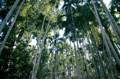Low angle view of bamboo trees in forest