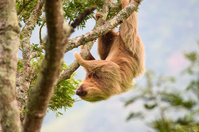 Low angle view of horse hanging from tree