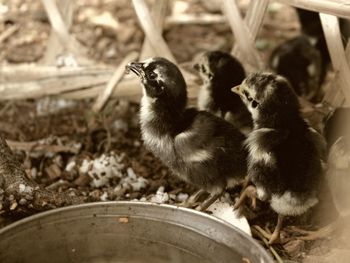 View of birds in nest