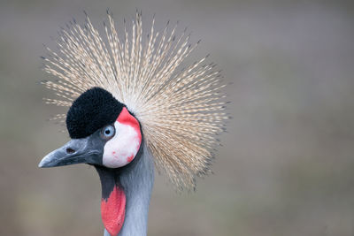 Close-up of grey crowned crane