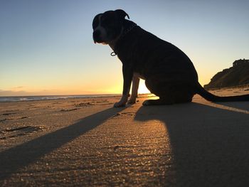 Dog on beach against clear sky during sunset
