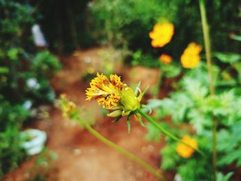 Close-up of yellow flowers