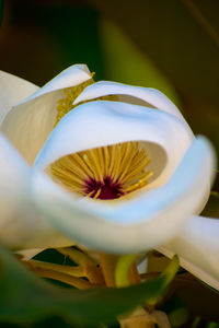 Close-up of flower