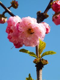 Low angle view of cherry blossoms against sky