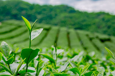 Close-up of fresh green leaves on field