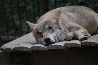 Close-up portrait of a dog resting