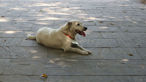 High angle view of dog lying on footpath