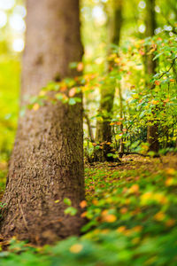 Close-up of grass growing on tree