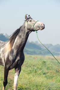 Horse grazing on field