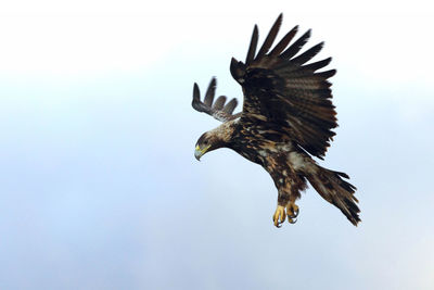 Low angle view of eagle flying in sky