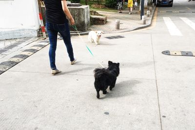 Low section of man with dog walking on road