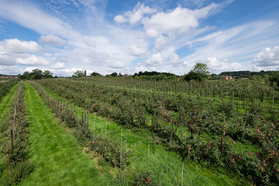 Scenic view of agricultural field against sky