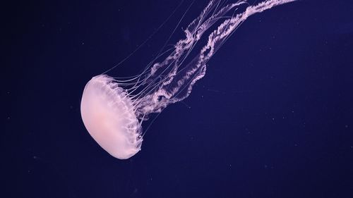 Close-up of jellyfish swimming in sea