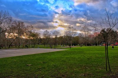 Trees and grass against sky