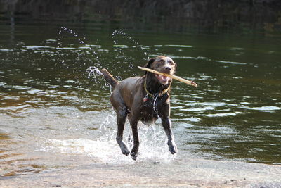 Dog running on water in lake