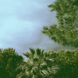 Low angle view of trees against cloudy sky
