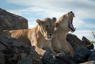Lioness lies yawning beside another on rocks