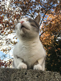 Close-up of a cat looking away