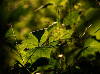 Close-up of raindrops on leaves