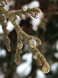 Close-up of water drops on twig