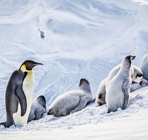 Penguin on snow