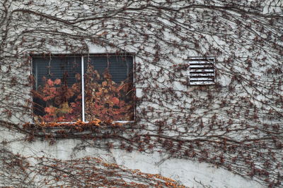 House by bare trees on snow covered building