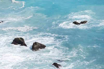 High angle view of crab on rock in sea