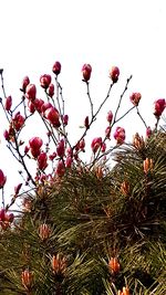 Low angle view of flowering plants against clear sky