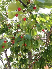 Low angle view of fruits growing on tree