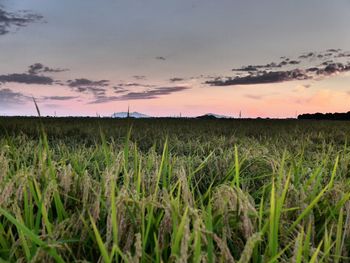 Scenic view of agricultural field against sky during sunset