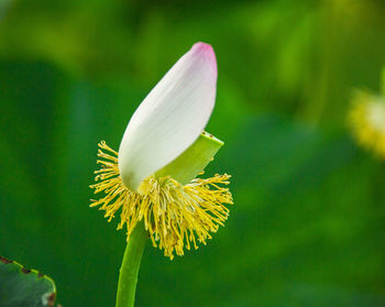 Close-up of yellow flowering plant