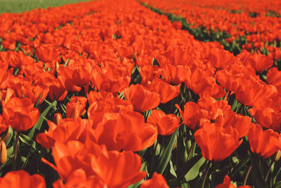 Close-up of orange flowers blooming outdoors