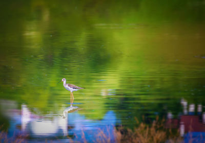 Bird in a lake