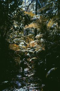 Trees in forest