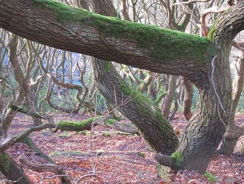 Close-up of tree trunk