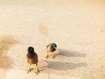 High angle view of birds on sand