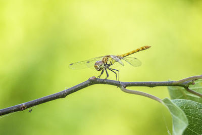 Close-up of insect on plant