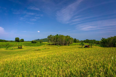 Scenic view of agricultural field against sky